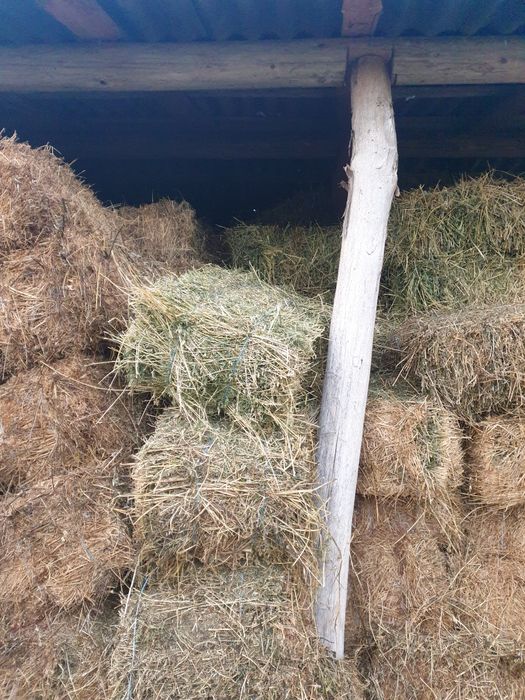 Dau baloti  coasa a doua și a 3