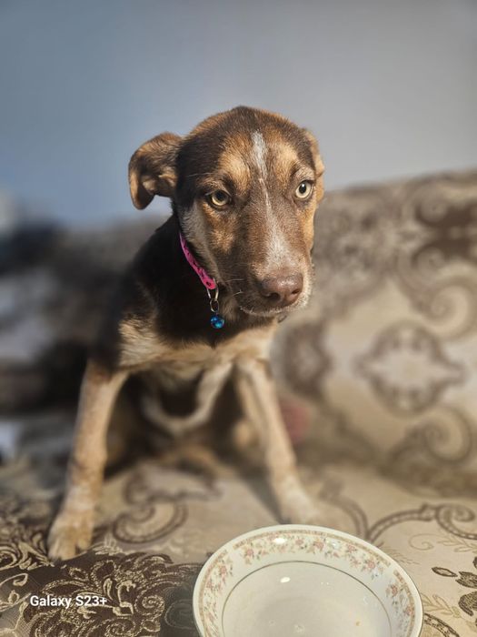 Отдадим щенка девочку