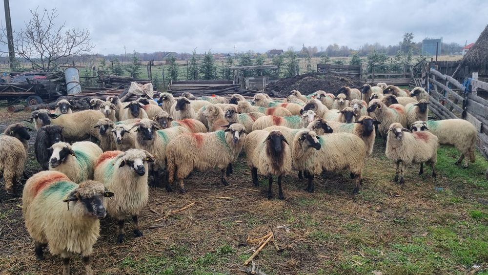 Oi breze și carabase