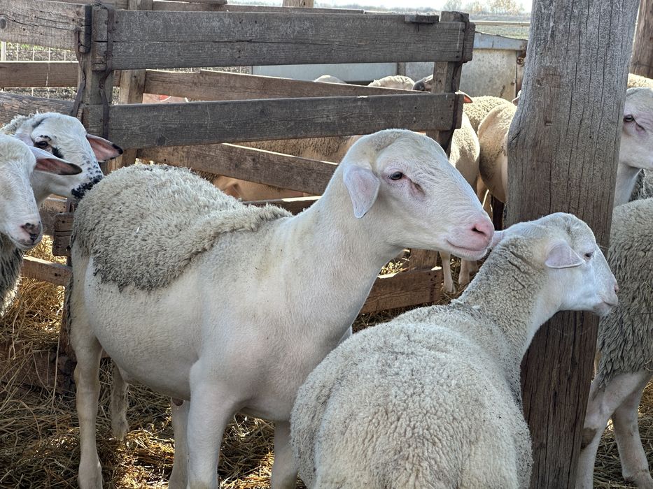 berbecuti lacaun/lacune/assaf