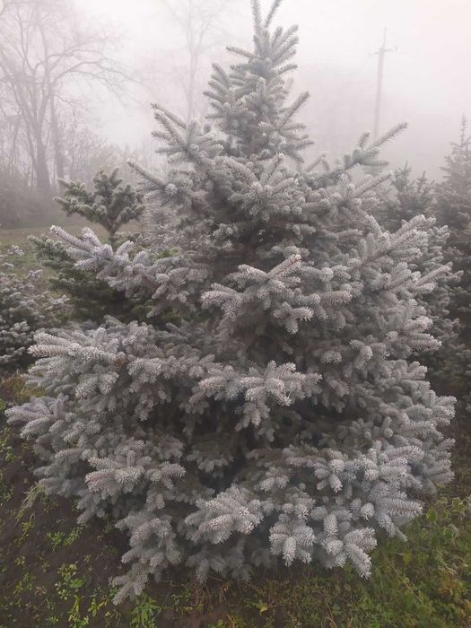 brazi argintii si normandian pentru craciun