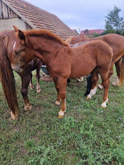 Vând doi mânji armăsari prețul este pentru amândoi