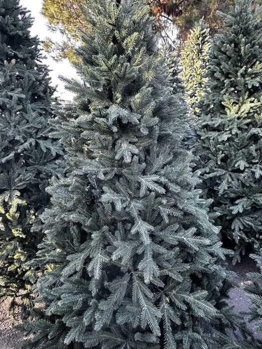 Ёлки ветки и гирлянди