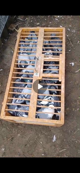 Vând porumbei voiajor de cursă și de ornament