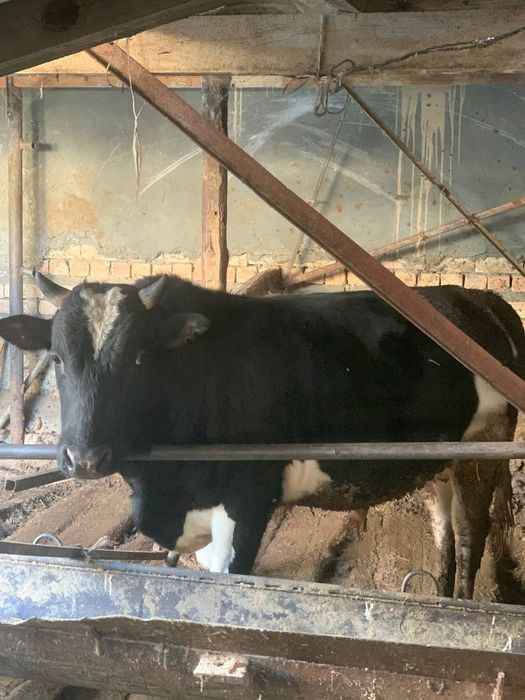 Buqa sotiladi. sogʻlom. xonadonda boqilgan