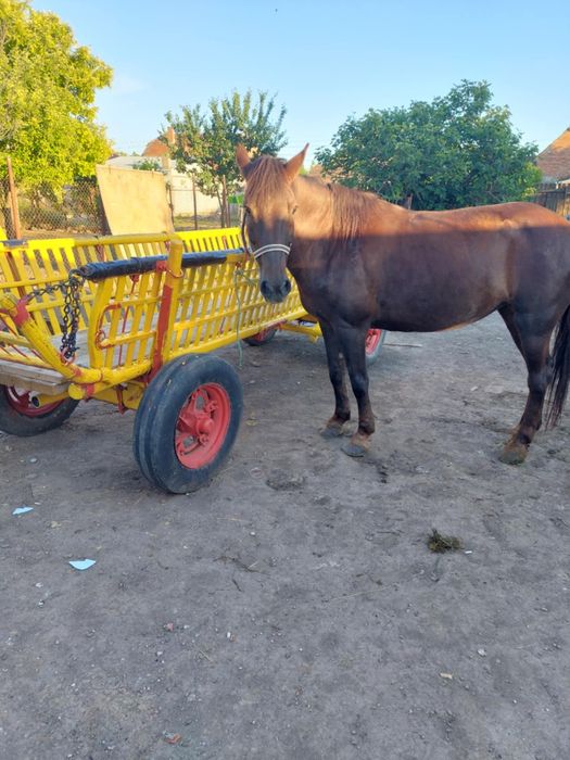 Iapa vândută  doar căruță este valabilă