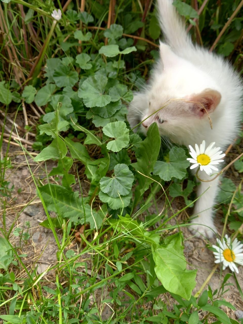 Котята ищут добрых хозяев