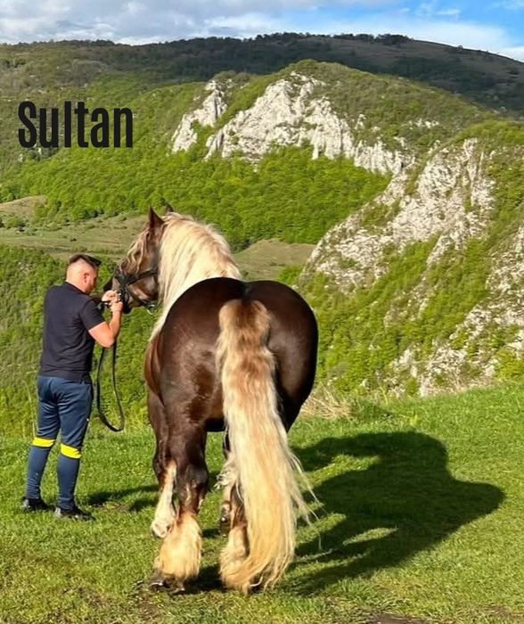 Mânz armăsar în vârstă de 6 luni