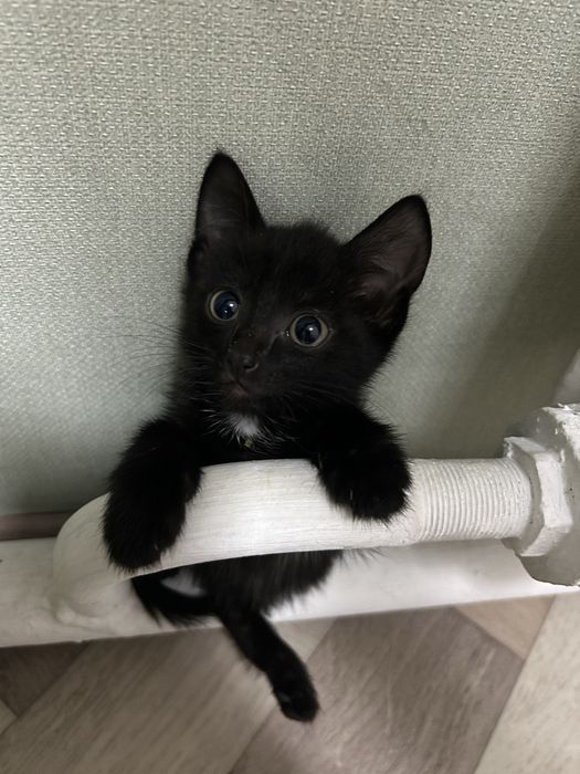 Котенок в добрые руки