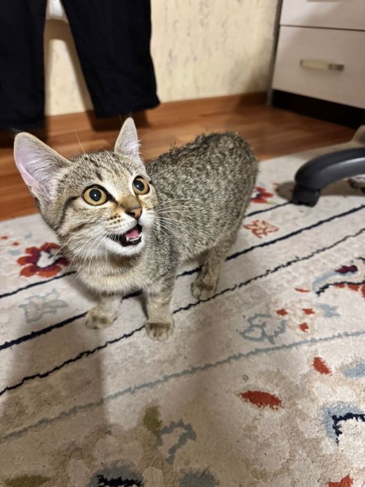 Ищем дом для маленькой кошечки