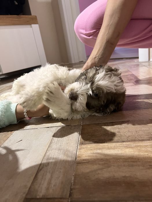 Кученце Лагото Романьоло/Хъски