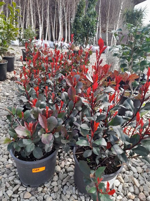 Plante ornamentale deosebite ce atrag atenția tuturor