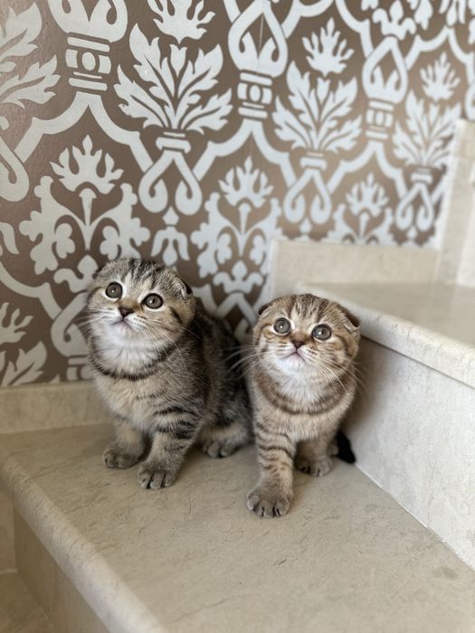 Британски котета