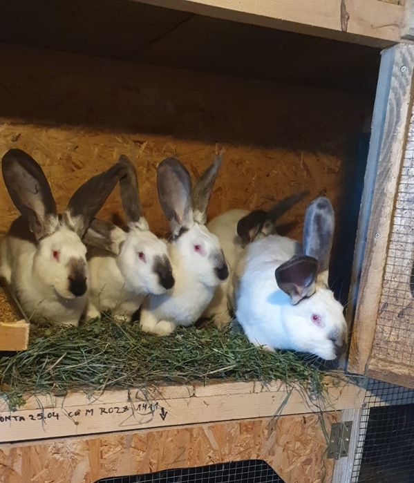 Iepuri uriaș de Transilvania - femele