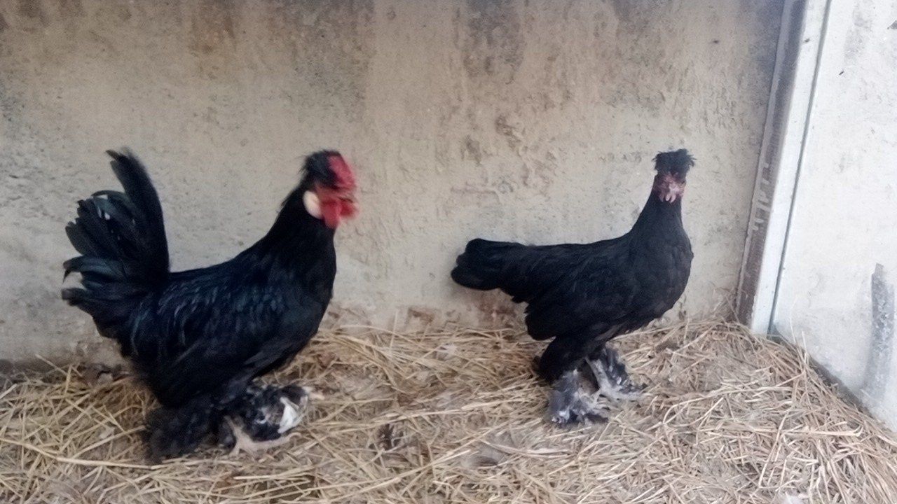 Yaponlar sotiladi