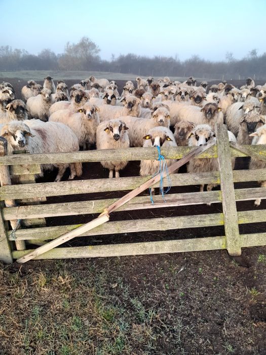 Vând oi și miei 2 - 3 - 4