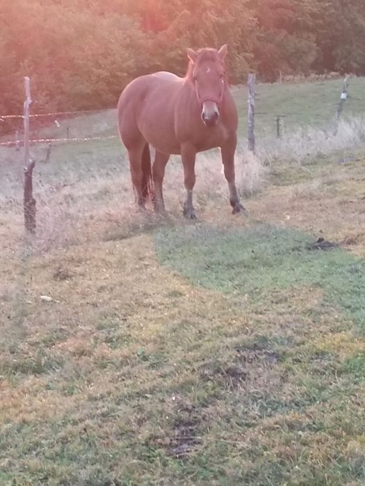 Mînză de 2 ani de vînzare