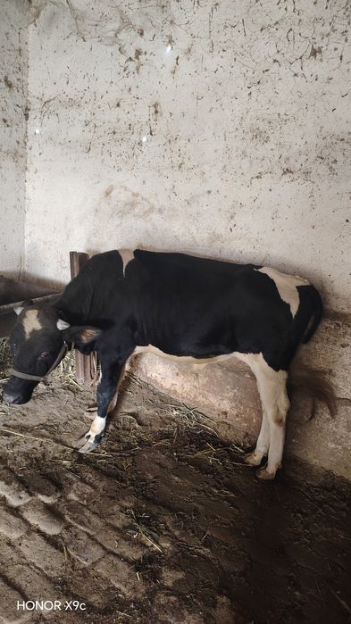 Ona bola sigir sotiladi