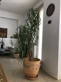 Цвете ponytail palm