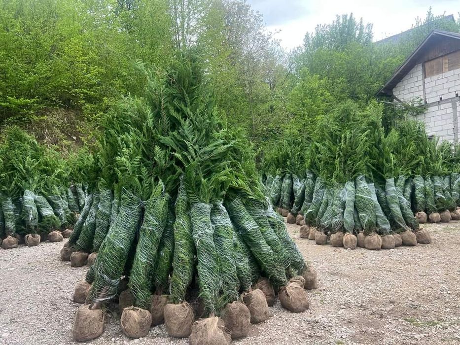 Cupressus leylandii 2.5m - 3m gard viu verde veșnic natural,