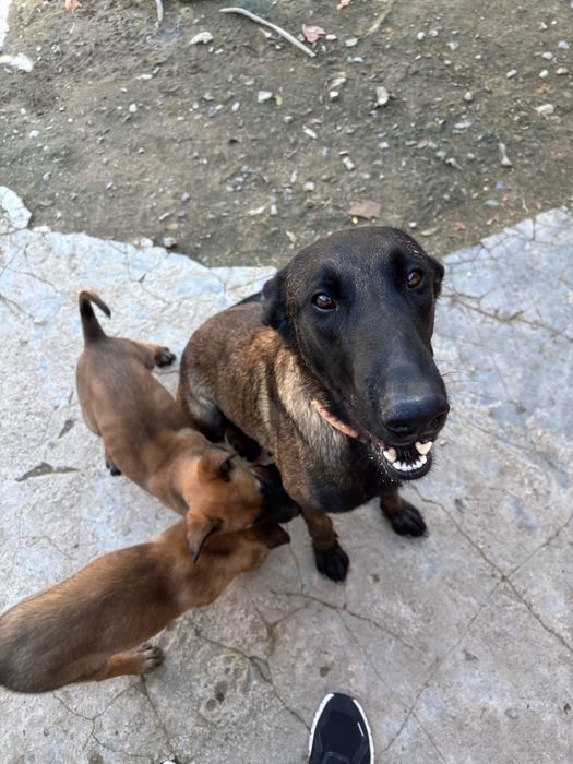 Белгийска овчарка малиноа