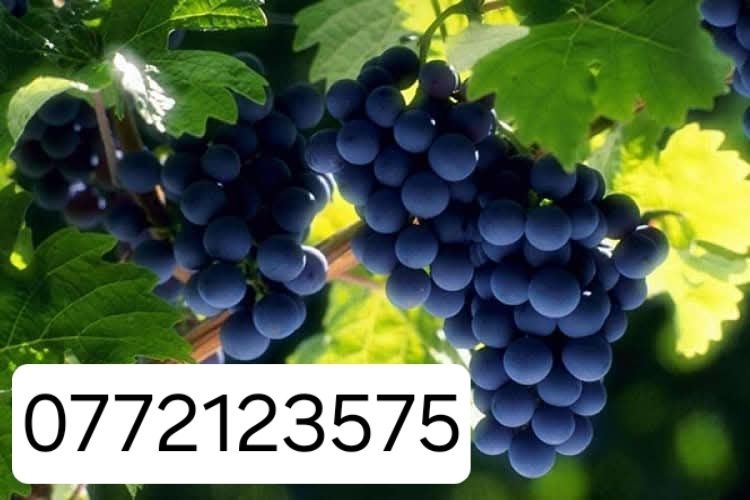 Butasi vita de vie hibrid și altoita