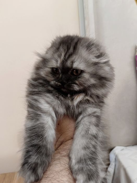 Продам котят породы Скоттиш фолд и страйт, 3 месяца