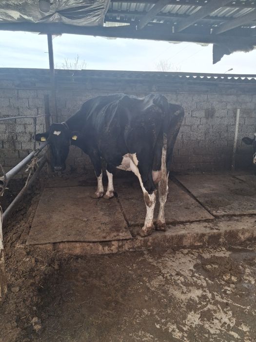 Сигирлар сотилади