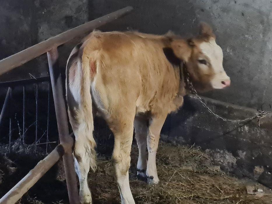 Vitea bruna cu balțata 4.5luni