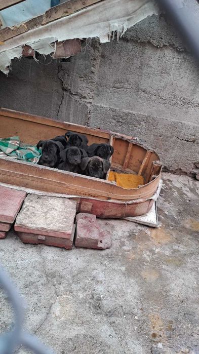 Продавам Кане корсо.Родени на 30.07.2025 г.Остана едно женско!