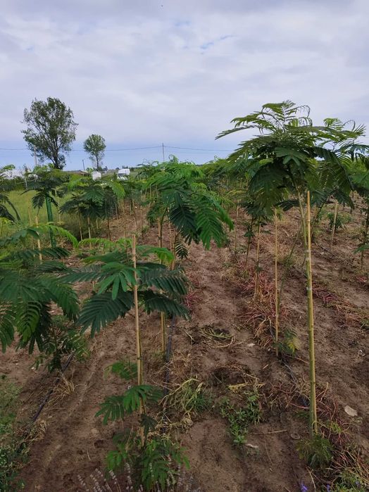 Albizzia,Platani,Tuia