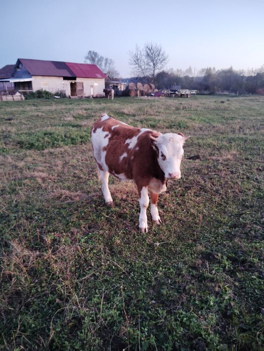 Vând juninca bălțată de 1 an