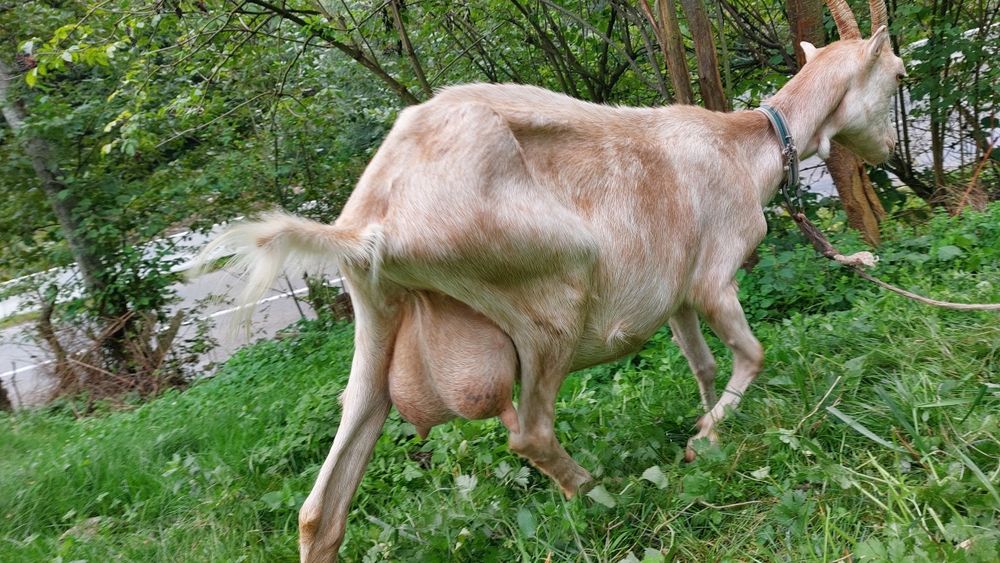 Capra de vanzare, buna de lapte 3 litri pe zi