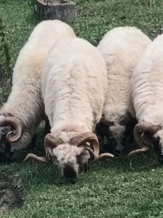 Vând berbeci bucălai de origine 2.Si 2 brezi,dau factura!