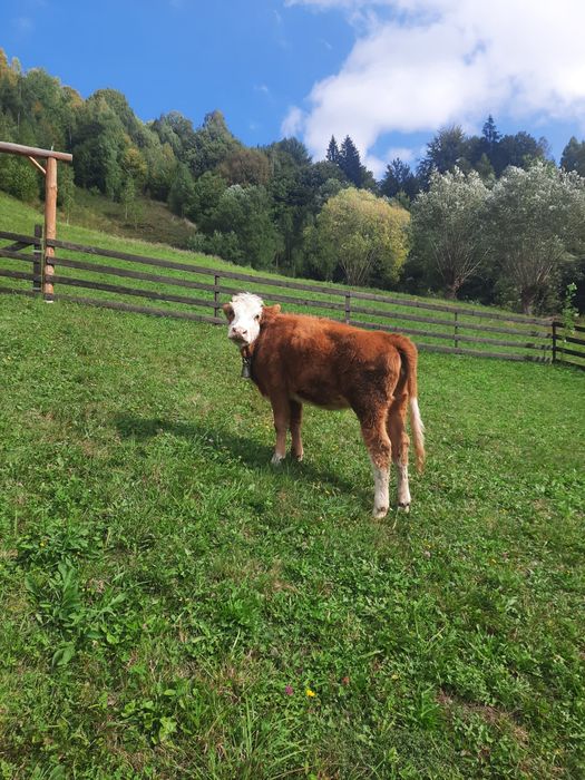 Vaca baltata romaneasca originala de vanzare