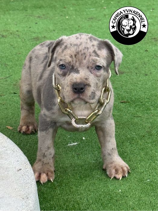 Femela amstaff blue merle