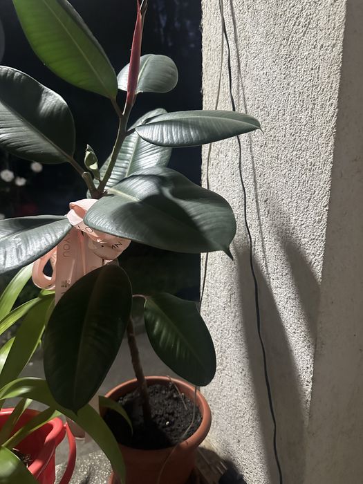 Ficus foarte frumos,,60 cm inaltimefi