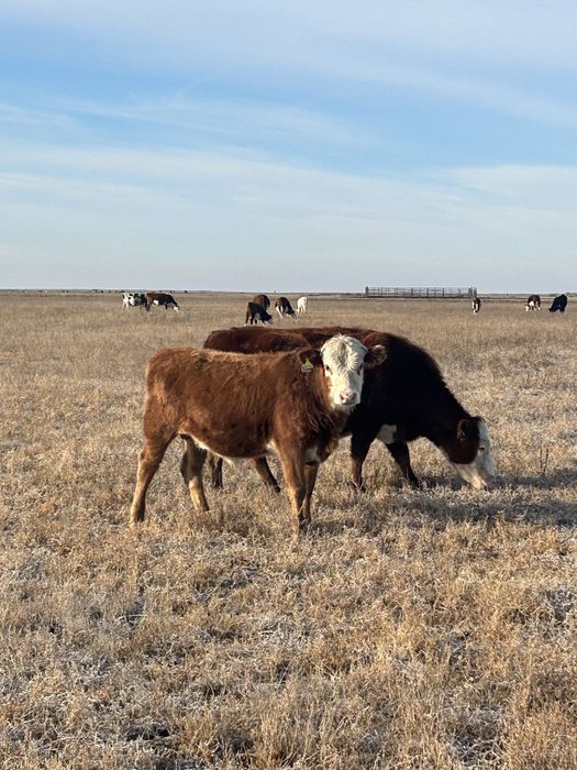 Продам Бычков подсос