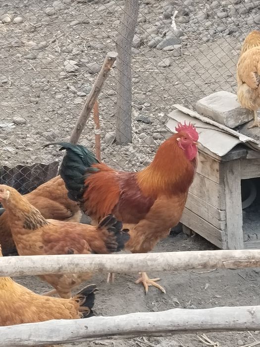 Петухи и  куры .