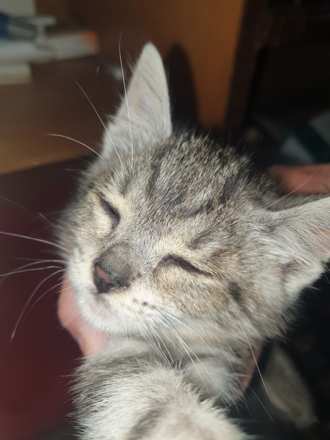 Подарявам  женско котенце