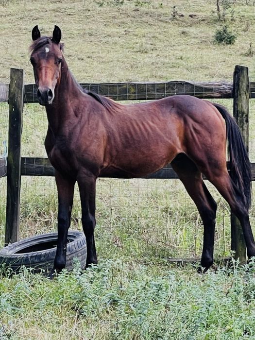 Vand carlan pur sange arab