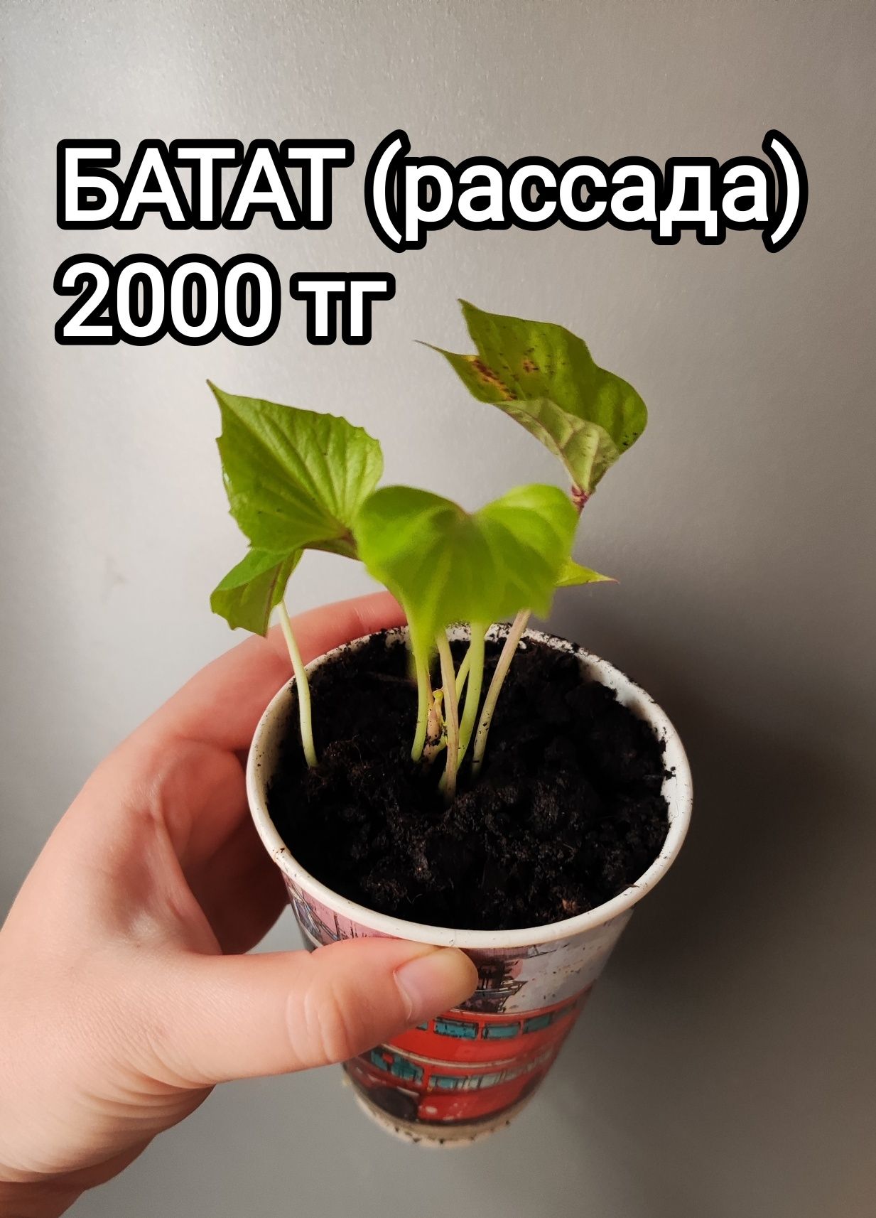 Распродажа луковицы клубни лилии каллы гладиолусы ирга батат