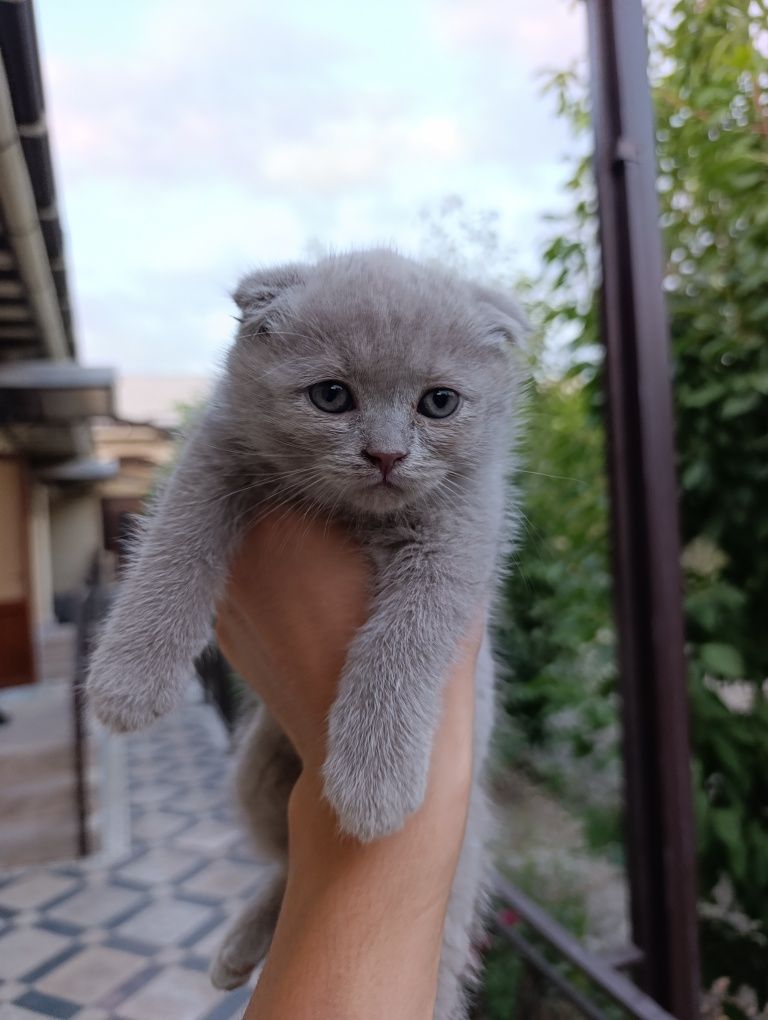 scottish fold bolachalari
