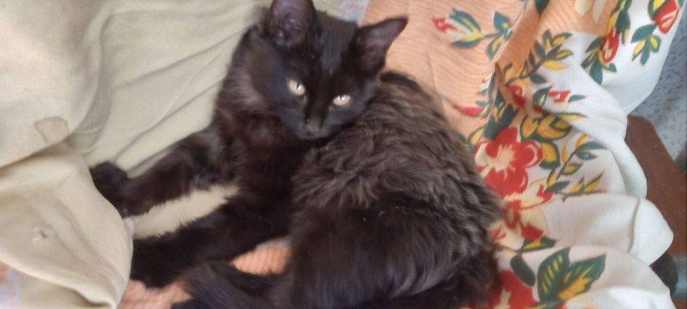 Пристраиваются котята в любящую семью