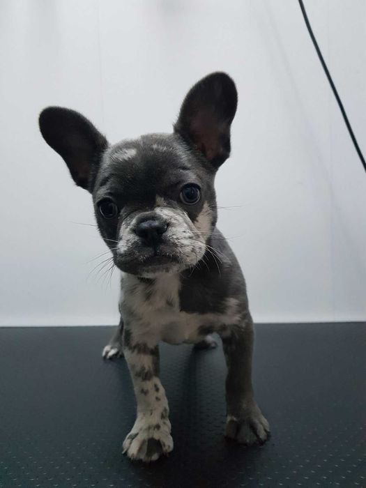 Продава  Померан, Бивър териер, Пекинез, Френски булдог