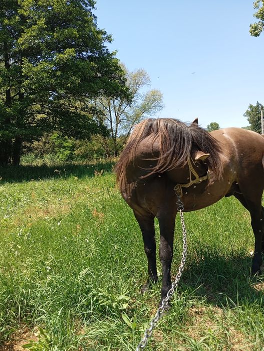 Vând mânz un an și două luni