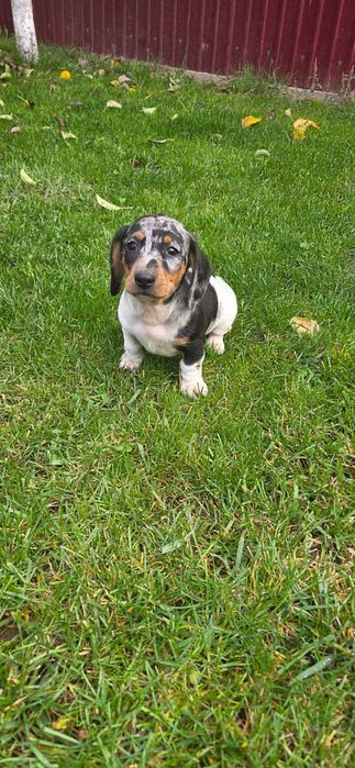 Catel tekel sau daschund