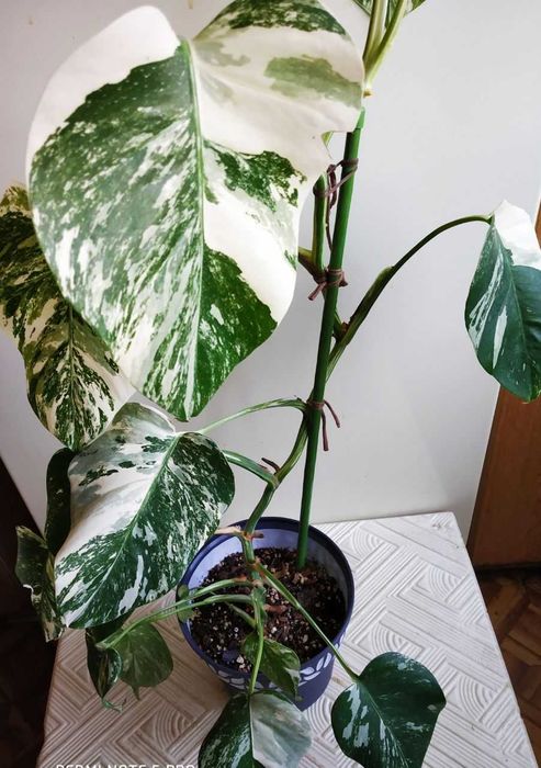 Монстера Альба - молодое растение для офиса и дома