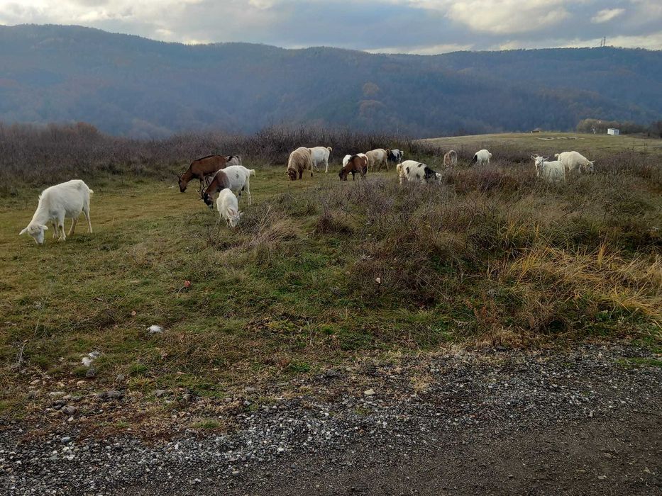 Capre de vânzare pe ales