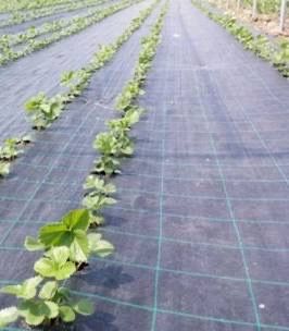 IMPORTAM Folie Mulcire= AGROTEXTIL/AntiBuruieni 5.15x100m; 4.15x100m